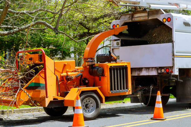 Tree Root Removal in New Castle Northwest, PA